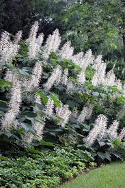 Image result for Hippocratea parviflora