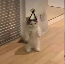Cat In Clothes Pfp Cute Animal Memes Tiny Cats Cat Memes