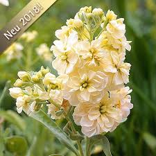 Levkoje Anytime Yellow Blumenrabatte Getrocknete Bluten Gartenerde
