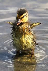 Birds On The Bay Podcast Not Found Cute Ducklings Pet Birds Animals Beautiful