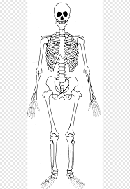 Watch this 'leg bones' video lesson to discover all about the leg bones. Human Skeleton Human Skeleton Human Body Bone Anatomy Human Skeleton Face Hand Monochrome Png Pngwing
