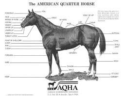 conformation selection for performance horses american