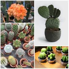 Used to send data to google analytics about the visitor's device and behavior. Unknown Cactus 6 Interesting Facts