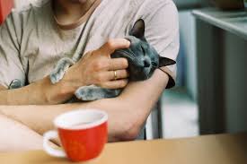 Mru Caresses Minou Et Photographie