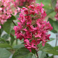 Maybe you would like to learn more about one of these? Mega Mindy Hydrangea Spring Meadow Wholesale Liners Spring Meadow Nursery