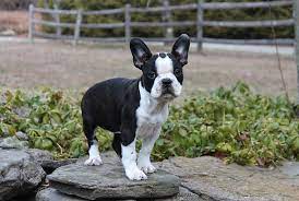 Frenchton French Bulldog Boston Terrier Mix Info Temperament Puppies Pictures Terrier Mix Breeds Frenchton Dog Boston Terrier