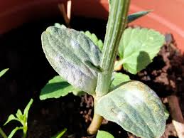 Image result for Acanthosicyos naudinianus