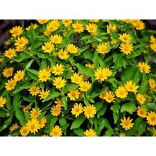 Bunga matahari dapat menghadirkan keceriaan yang instan, terutama bagi zodiak leo. 87 Gambar Bunga Matahari Mini Terbaik Gambar Pixabay