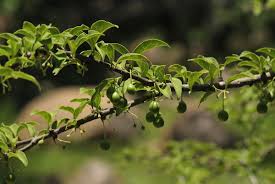 Image result for Canthium