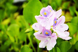 Hasil gambar untuk gambar flora dan fauna