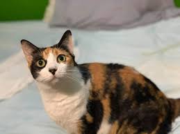 Pin By Maru Vaga On Calico Cats Calico Cat Cats And Kittens Cute Cat