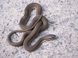 Northern and banded water snakes have brown markings on their skin, which give them a striking resemblance to copperheads or cottonmouths. Non Venomous Snakes Of Georgia Pictures And Descriptions Snake Snake Venom Georgia