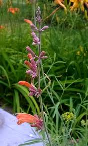 Agastache 'apache sunset' in september. Sunset Hyssop Agastache Rupestris Apache Sunset In The Anise Hyssops Database Garden Org