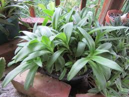 Image result for Ledebouria Unidentified sp. no5.