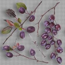 Image result for Vitex payos