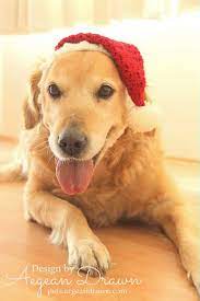 Because Who Doesn T Love A Dog In A Santa Hat Christmas Dog Christmas Hat Santa Hat