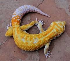 Black And White Lizard Arizona Hot Moose Super Giant Designer Geckos Sedona Arizona Leopard Gecko Gecko Leopard Gecko Morphs