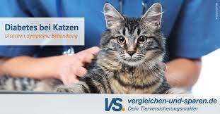 Diabetes Bei Katzen Symptome Erkennen Und Vorbeugen Vs