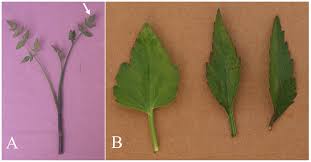 Image result for Oenanthe mildbraedii