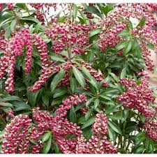 Image result for Pieris japonský obrázek