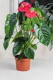 20 Humidity Loving Plants That Are Perfect For Your Bathroom Plants Calathea Plant Flamingo Flower