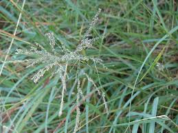 Image result for Eragrostis curvula