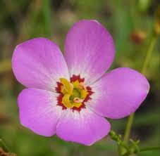 Image result for eustoma maurine