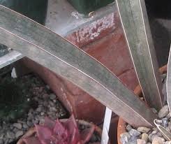 Image result for Sansevieria hallii