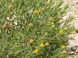 Image result for Coelachyrum