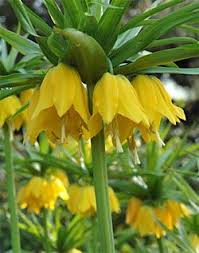 This is ashland viking graffiti. Fritillaria Upside Down Blooms Flower Identification Plants Flower Garden