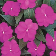 Image result for Impatiens irvingii