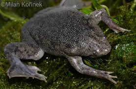 Nice capture of a surinam toad with babies emerging from her back. Image Pipa Parva Sabana Surinam Toad Biolib Cz