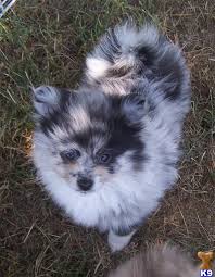 Find white pomeranian puppies and dogs from a breeder near you. Pomeranian Puppy For Sale Blue Merle Pomeranians For Sale On Long Island 9 Years Old
