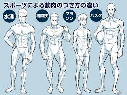 イラスト豆知識 スポーツによる筋肉のつき方の違い ビジネスアニメ マッチョ イラスト イラスト 筋肉 イラスト