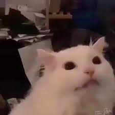 Pin By Lady Bones On Izzy S Stuff In 2020 Funny Cat Memes Cats Memes