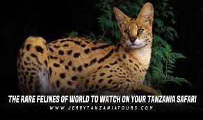 Suggestive of a cat, as in. 9 Feline Species Of World Found In Tanzania Safari Jerry Tanzania Tours
