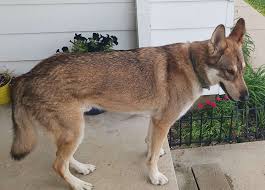 Missing dog still has not been found. If anyone thinks they see him if they  could please try to take pictures from a distance and do not approach. Also  please notate any