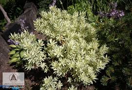 Daphnes are beautiful small shrubs with fragrant spring flowers, but they are toxic and can be the daphne genus includes more than 70 broadleaf evergreen shrubs native to europe, asia, and africa. Daphne Burkwoodii Briggs Moonlight