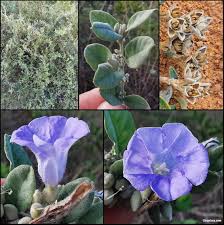 Image result for Bonamia spectabilis