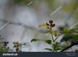 Image result for Harrisonia