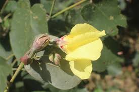 Image result for Hibiscus tiliaceus