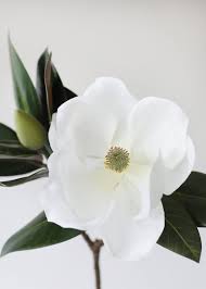 Maybe you would like to learn more about one of these? White Magnolia Branch With Leaves Faux Spring Flowers Afloral Com