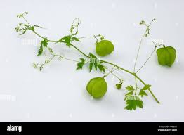 Image result for Cardiospermum