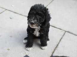 Bedlington terrier puppies of pet quality from decent breeders will see for around $1000. Bedlington Terrier Info Puppies Characteristics Pictures