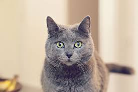 Girl Sends Adorable Letter Requesting Police Cats Cat Breeds Pretty Cats Russian Blue