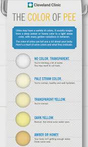 urinalysis lessons tes teach