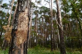 Once a pest infestation becomes widespread, the crop may be severely damaged and the management options become limited. Germany S Climate Stressed Trees Face Catastrophe As Bugs Attack