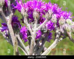 Image result for Vernonia hirsuta