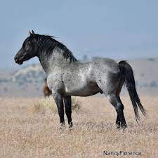 Pictures of buckskin roan horse and many more. Horsesinc Horsesinc2 ×˜×•×•×™×˜×¨