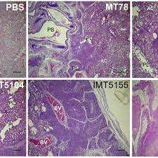 This is an online quiz called lung histology labeling 450x. Lungs From Chickens Infected Intratracheally With Pbs Upper Left Or Download Scientific Diagram